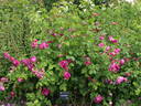 Great Western rose photo