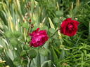 Victor Verdier rose photo