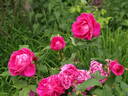 Magna Charta rose photo