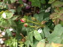 Mousseux du Japon rose photo