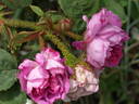 Mousseux du Japon rose photo