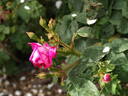 Mousseux du Japon rose photo