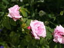 Mousseux du Japon rose photo