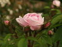 Madame Louis Lévêque rose photo