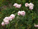 Baroness Rothschild rose photo