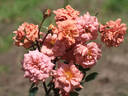 Teddy Bear ™ rose photo