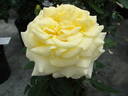 MACwairar rose photo