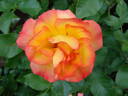 Bonanza ® rose photo