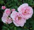 Bonica ® rose photo