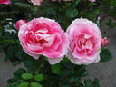 Carefree Wonder rose photo