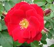 Champlain rose photo