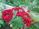 Hope for Humanity rose photo