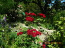 Hope for Humanity rose photo