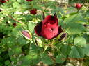 Hope for Humanity rose photo