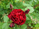 Hope for Humanity rose photo