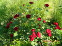 Hope for Humanity rose photo