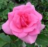 Earth Song rose photo