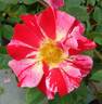 Fourth of July rose photo