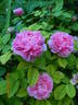 Yolande d'Aragon rose photo