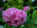 Yolande d'Aragon rose photo