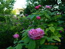 Yolande d'Aragon rose photo