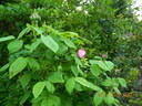Yolande d'Aragon rose photo
