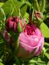Yolande d'Aragon rose photo