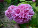 Yolande d'Aragon rose photo