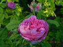Yolande d'Aragon rose photo