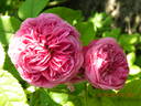 Yolande d'Aragon rose photo