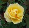 Solstice rose photo