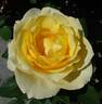 Solstice rose photo