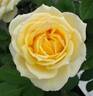 Solstice rose photo