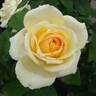 Solstice rose photo