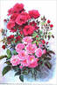 Schöne von Holstein rose photo