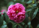 Anacréon rose photo