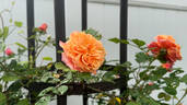 KORwesrug rose photo