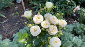 Artemis rose photo