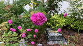 Belle de Crécy rose photo