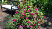 Chianti rose photo