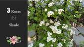Rambling Rector rose photo
