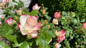 Cherry Parfait ™ rose photo