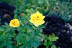 Gilded Sun rose photo