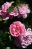 Fairy rose photo
