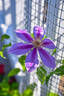 Fireworks clematis photo