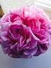 Bishop's Castle rose photo