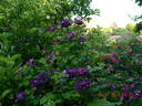 Cardinal de Richelieu rose photo