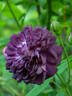Cardinal de Richelieu rose photo
