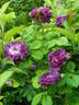 Cardinal de Richelieu rose photo