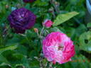 Cardinal de Richelieu rose photo
